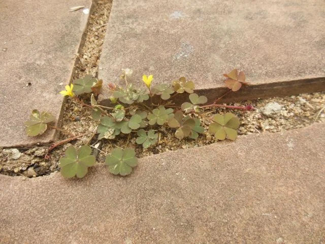 weeds.jpg