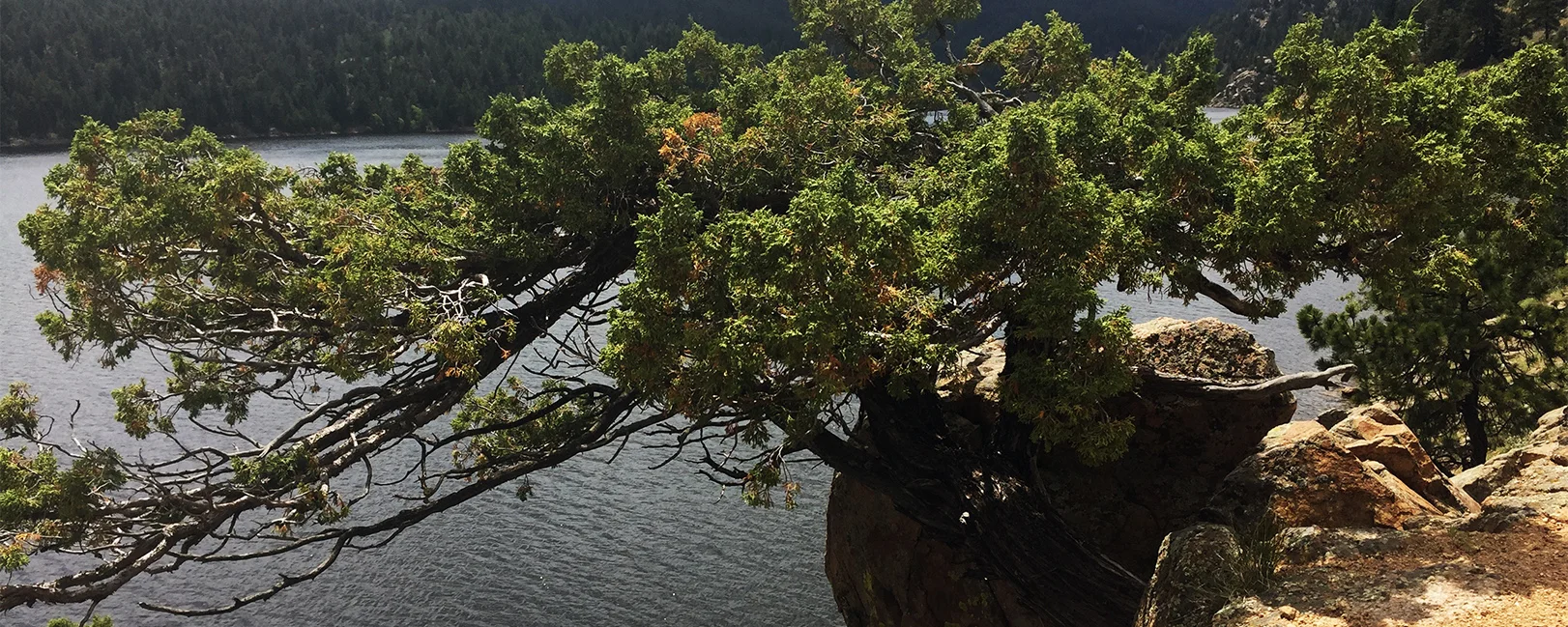 Tree_Placeholder.jpg