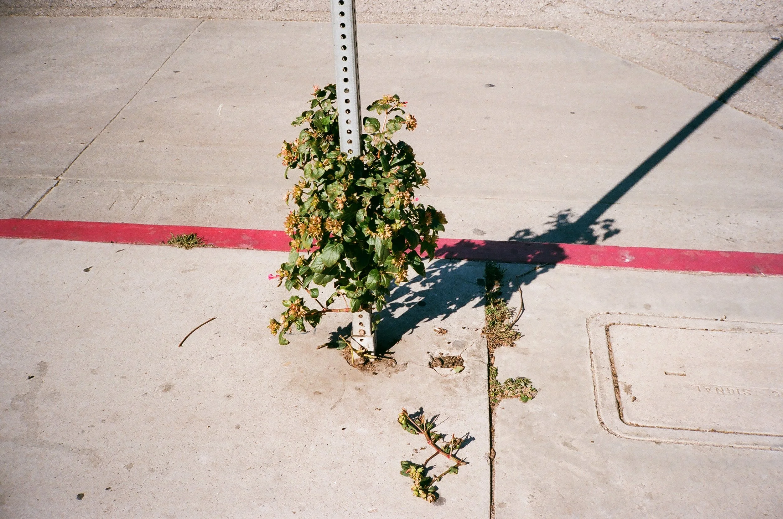 Venice, CA 2016