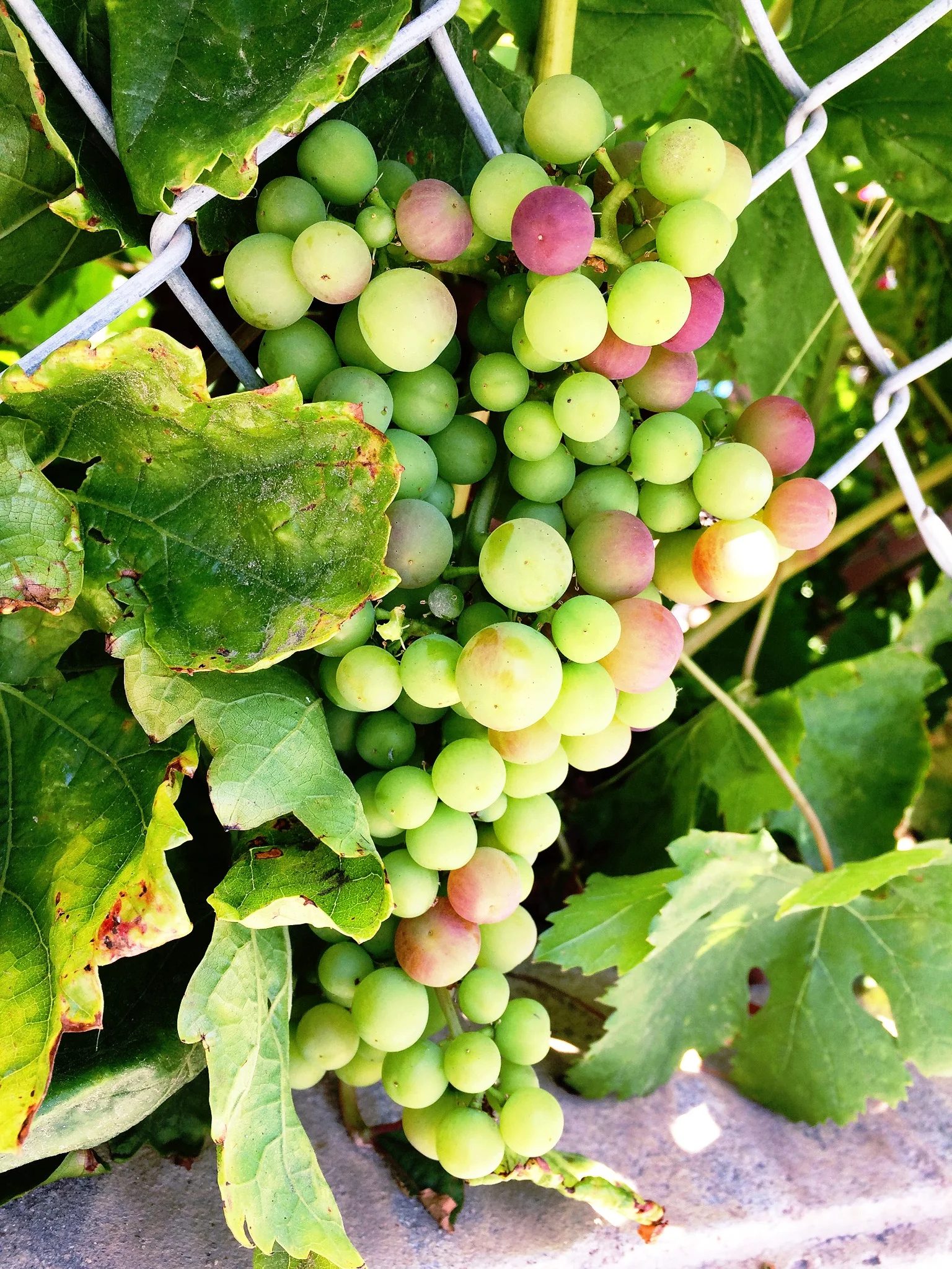 Grapes in 8th Grade Area - June 2015 Paul Miller (class of 2015)