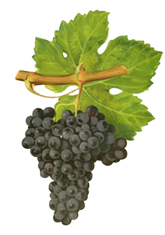 Cabernet Franc