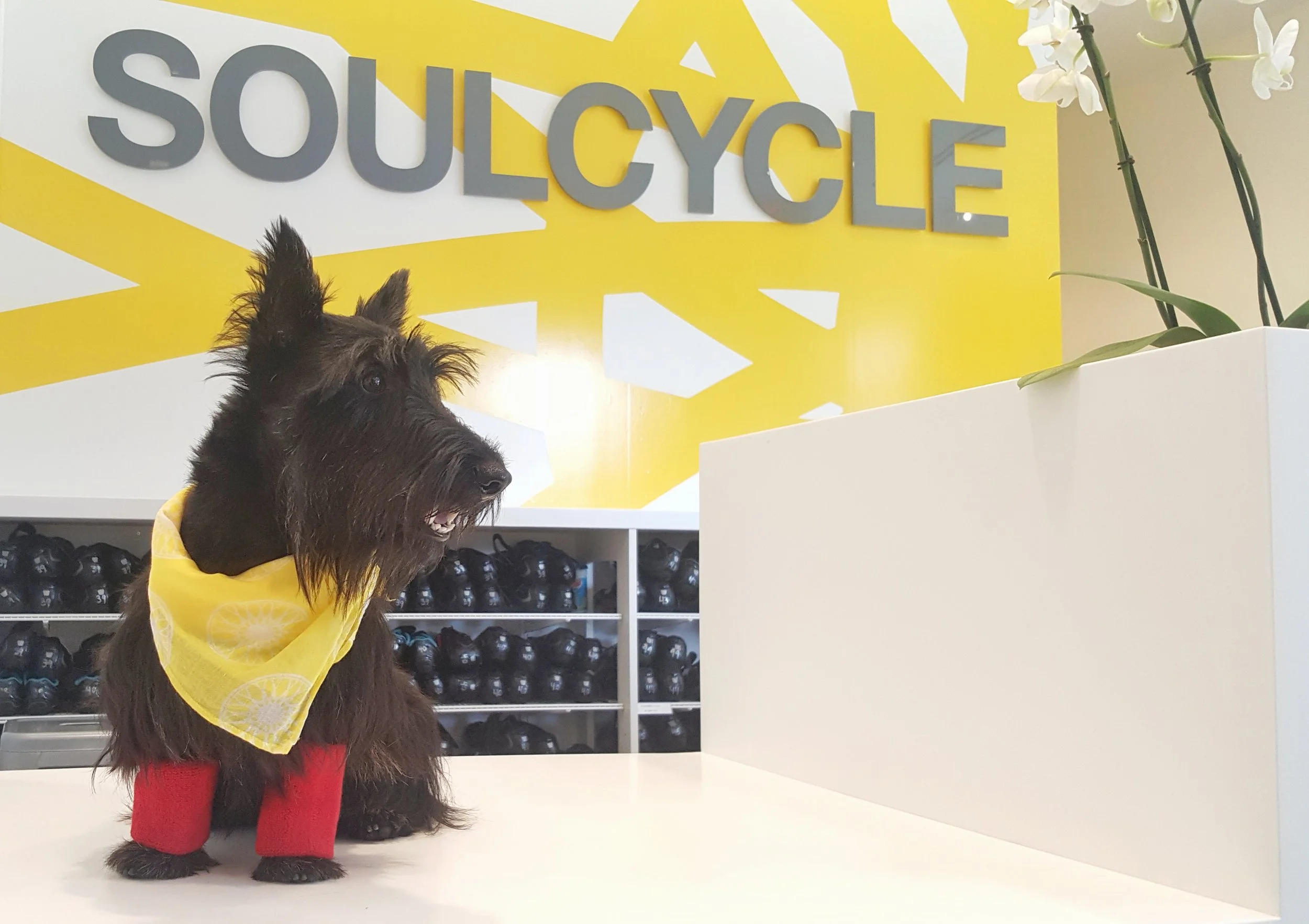 SoulCyclewdog.jpeg