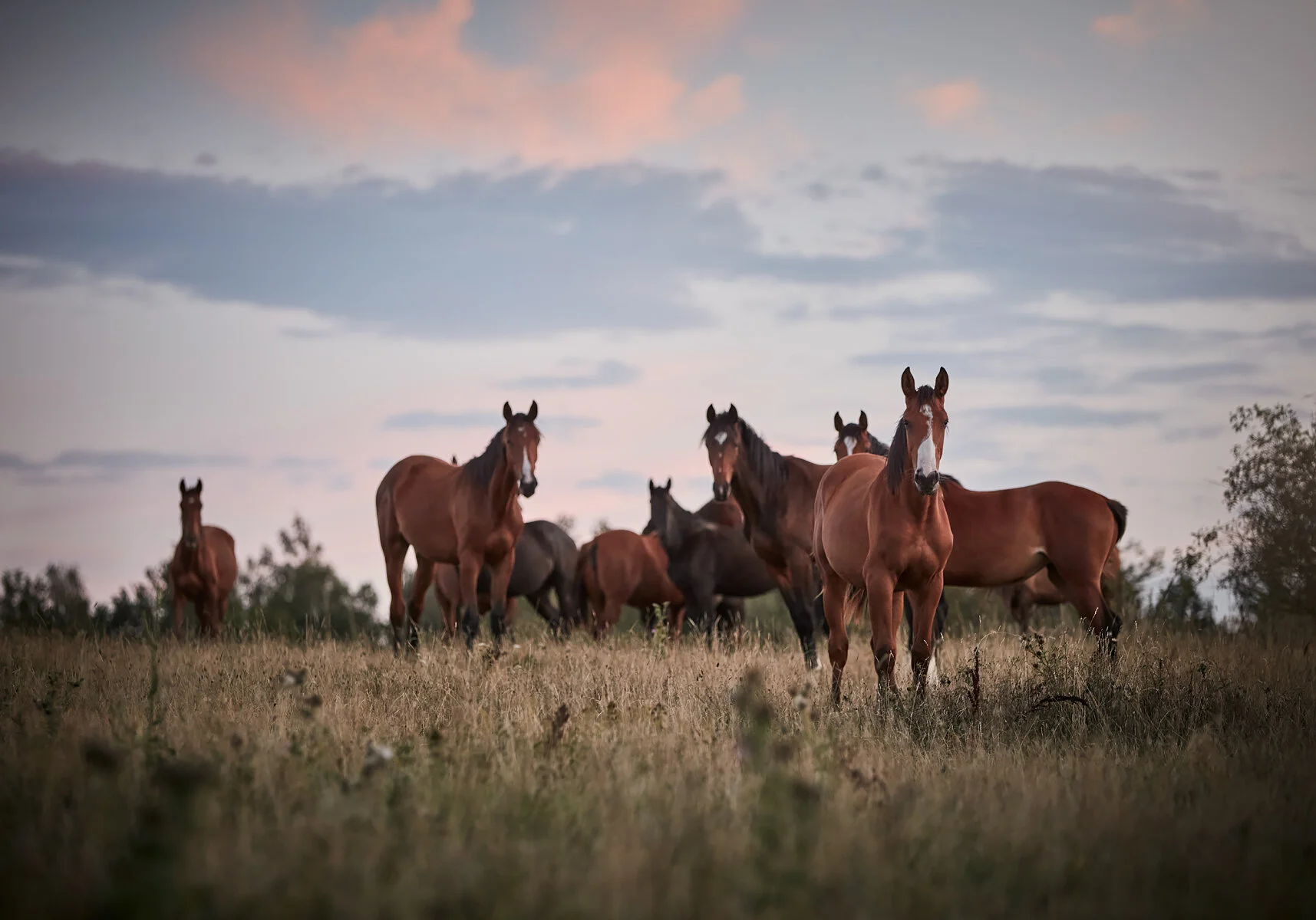 20200822_RAPIDSROCK_Horses__P3A4383.jpg
