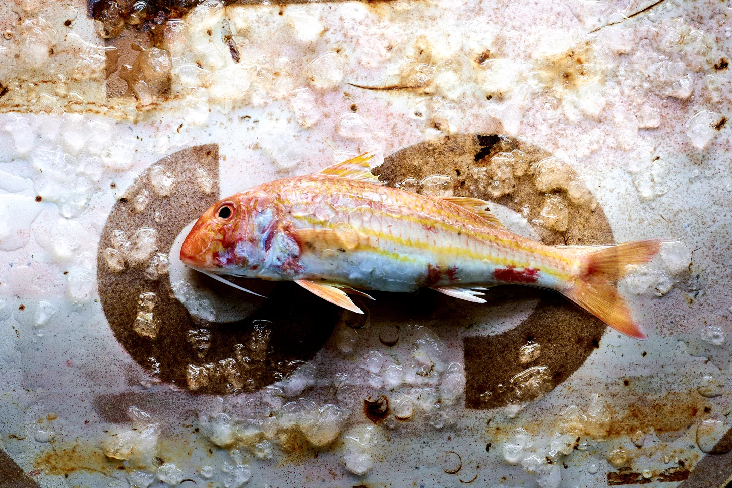 Fish photo food styling