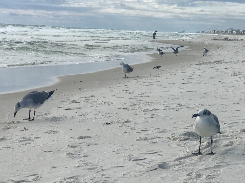 SEA GULLS