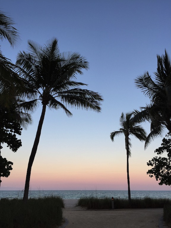 South Florida Palms