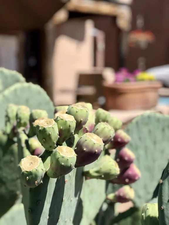 Albuquerque, New Mexico