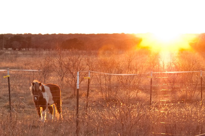 Miniature Shetland pony at sunset