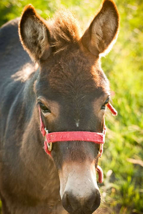 One of the burros, Catherine Anne
