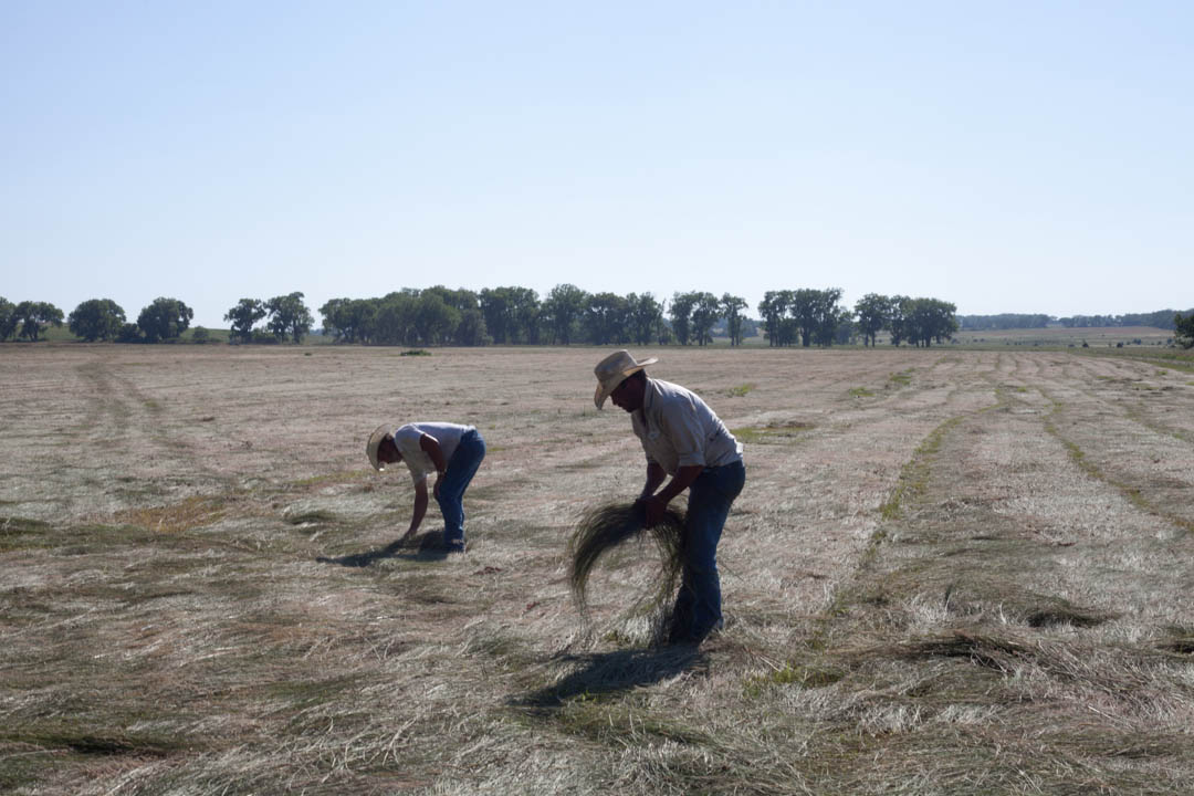 Micheal and Richard Kilmurry checks the moisture content of the cut hay to see if it is ready to be baled. July 2013