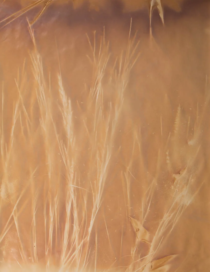 Little Bluestem. West Meadow, Kilmurry Ranch, Holt County, Nebraska.