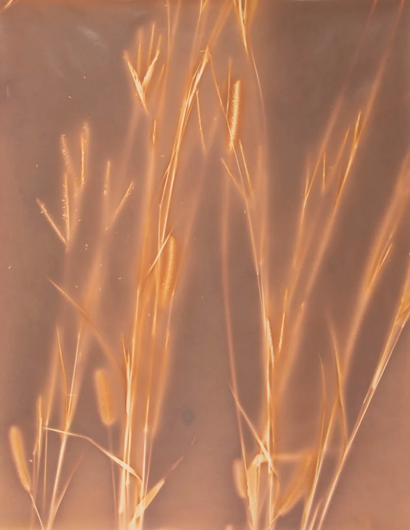 Big Bluestem. North Meadow, Kilmurry Ranch, Holt County, Nebraska.