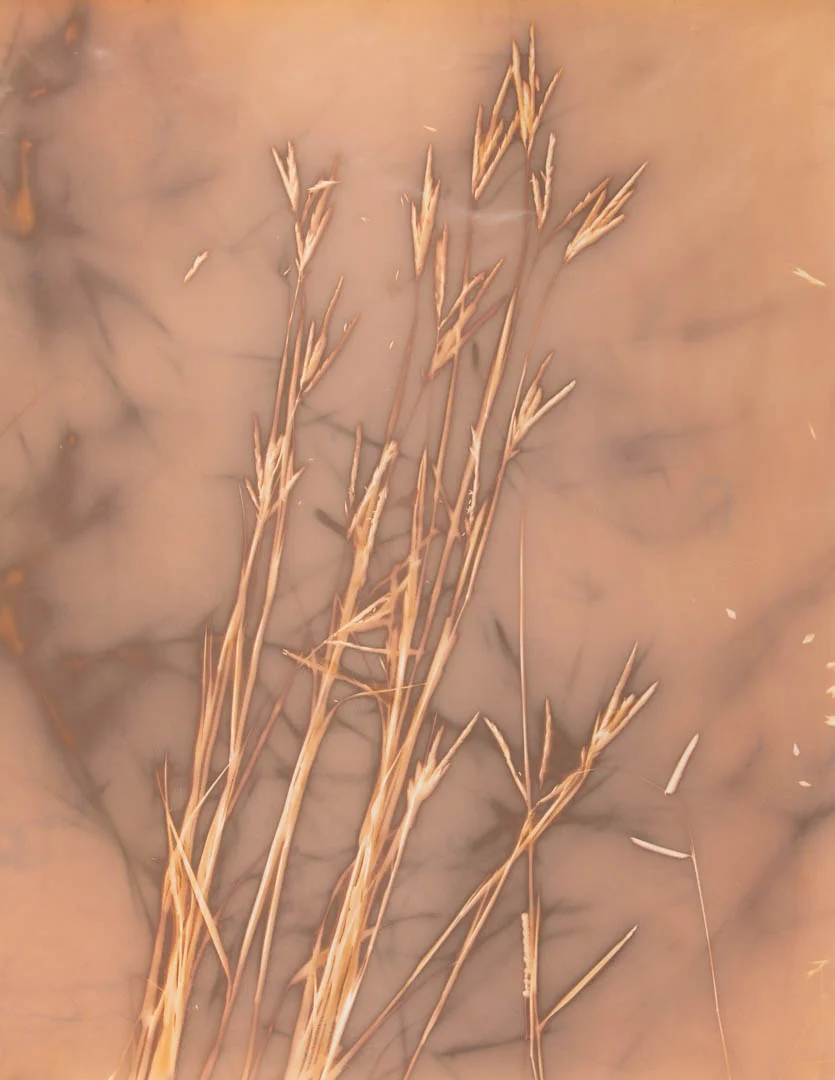 Big Bluestem. North Meadow, Kilmurry Ranch, Holt County, Nebraska.