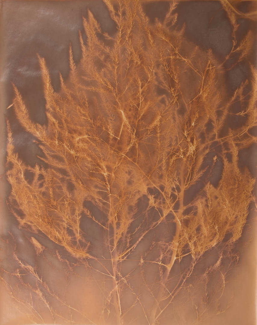 Wild Asparagus. Eleven-mile Road, Kilmurry Ranch, Holt County, Nebraska.