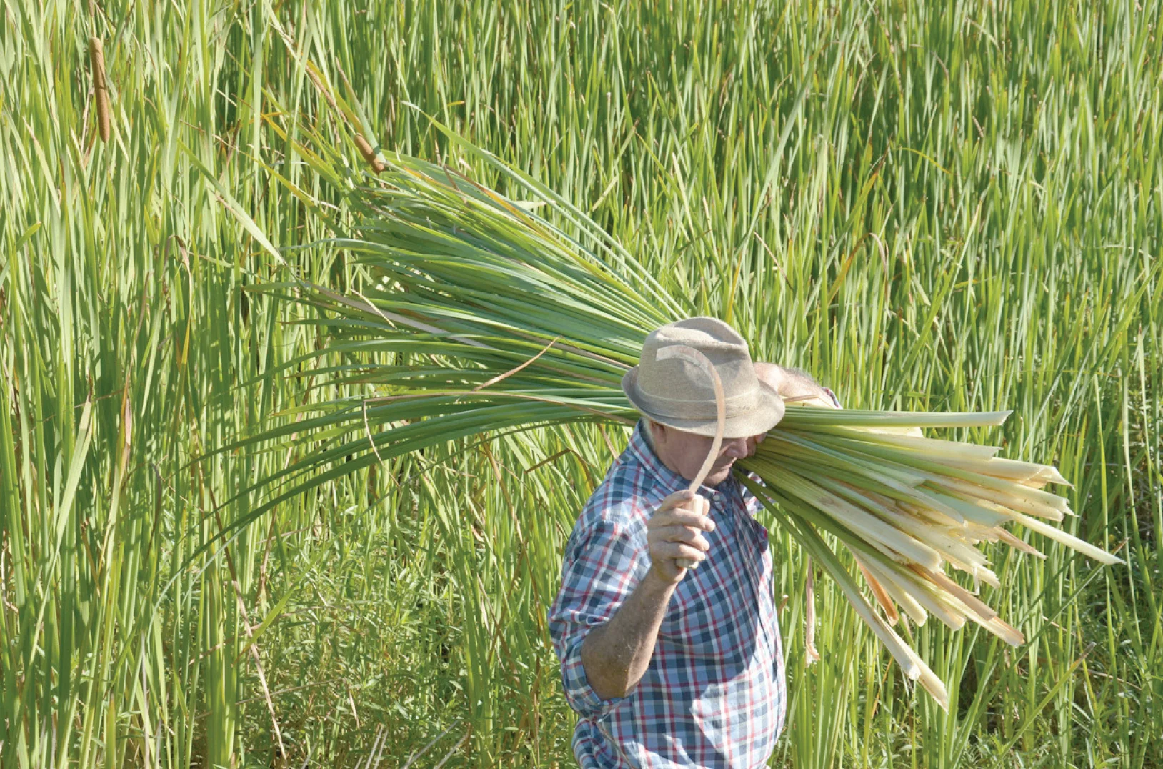 Jorge Oses, artesano en totora, recolectando hojas a orillas del Río Maule. Marzo, 2016