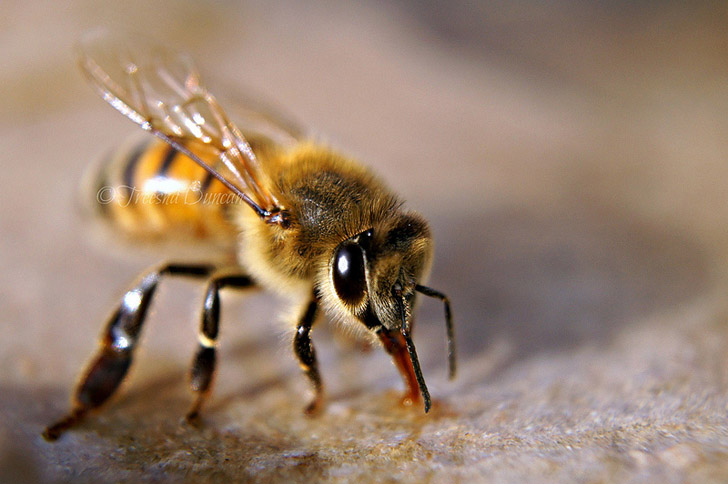 bees-Treesha-Duncan1