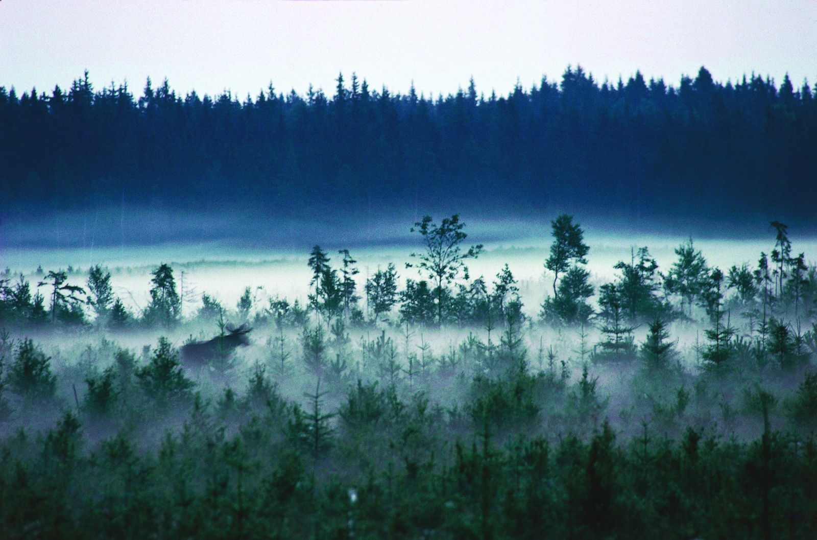 Photo: Lars Gabrielsson. Moose running in the mist