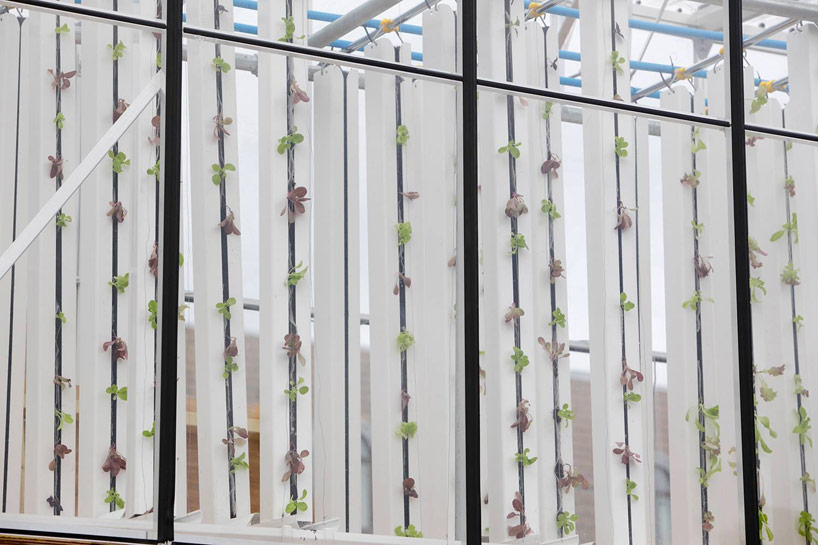 growupbox-aqua-ponic-farm-london-designboom06