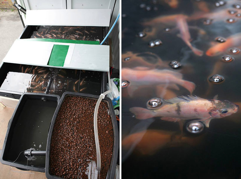 growupbox-aqua-ponic-farm-london-designboom11