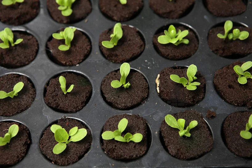 growupbox-aqua-ponic-farm-london-designboom12