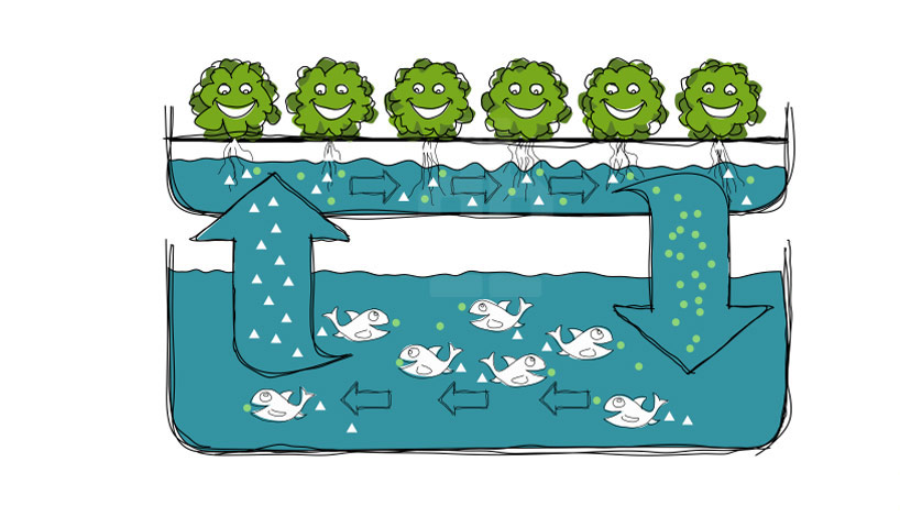 growupbox-aqua-ponic-farm-london-designboom16