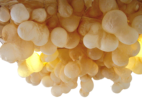 sheep stomach