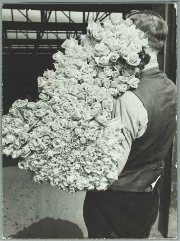 tulipan - 1.jpg
