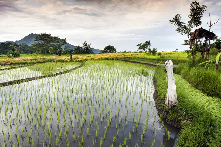 rice-paddy1.jpg