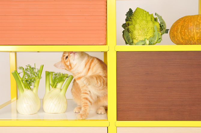 food storage2.jpg