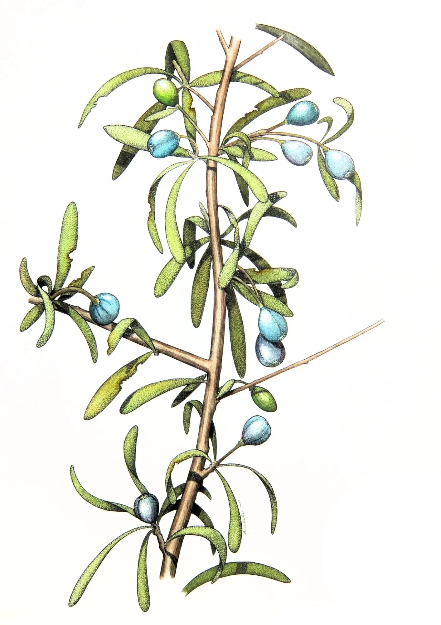 botany.jpg