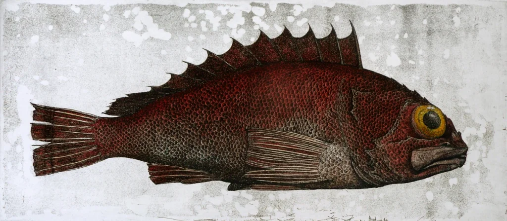 'Deep Sea Perch'