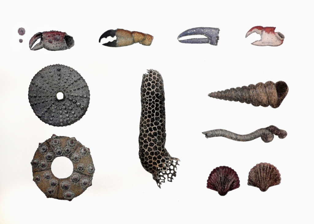'Ocean Fragments'