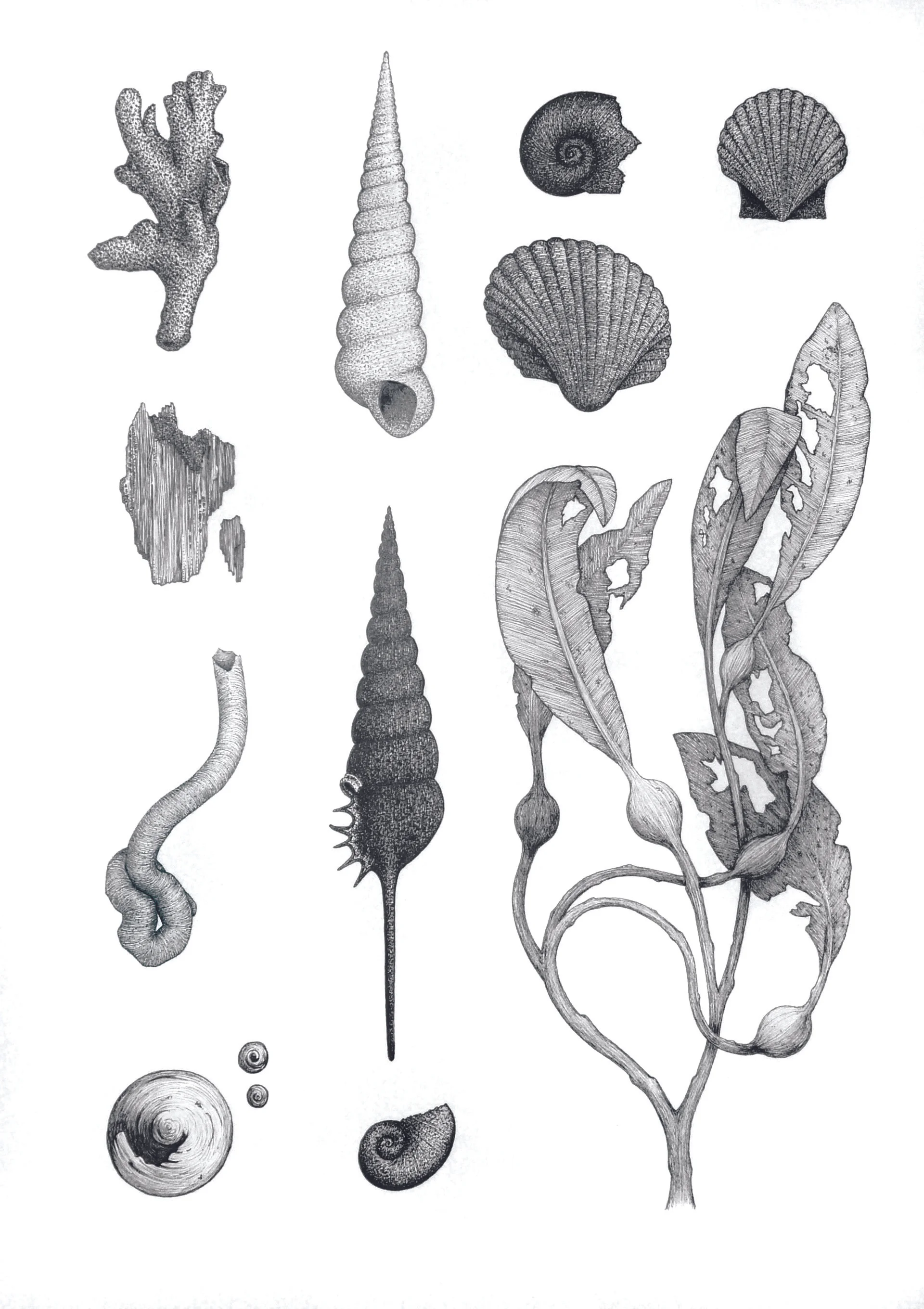 'Ocean Studies #1'