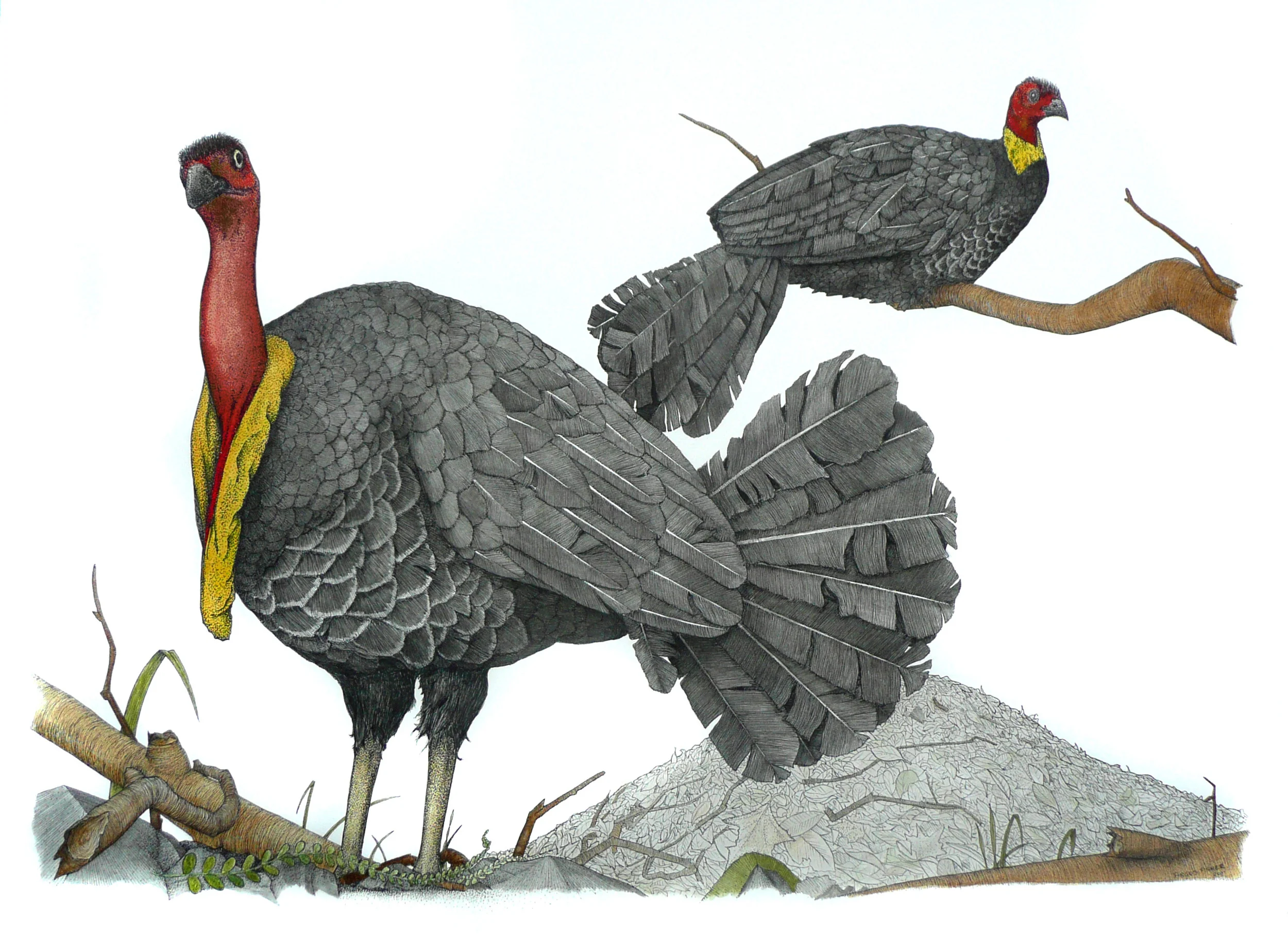 'Brush Turkey'