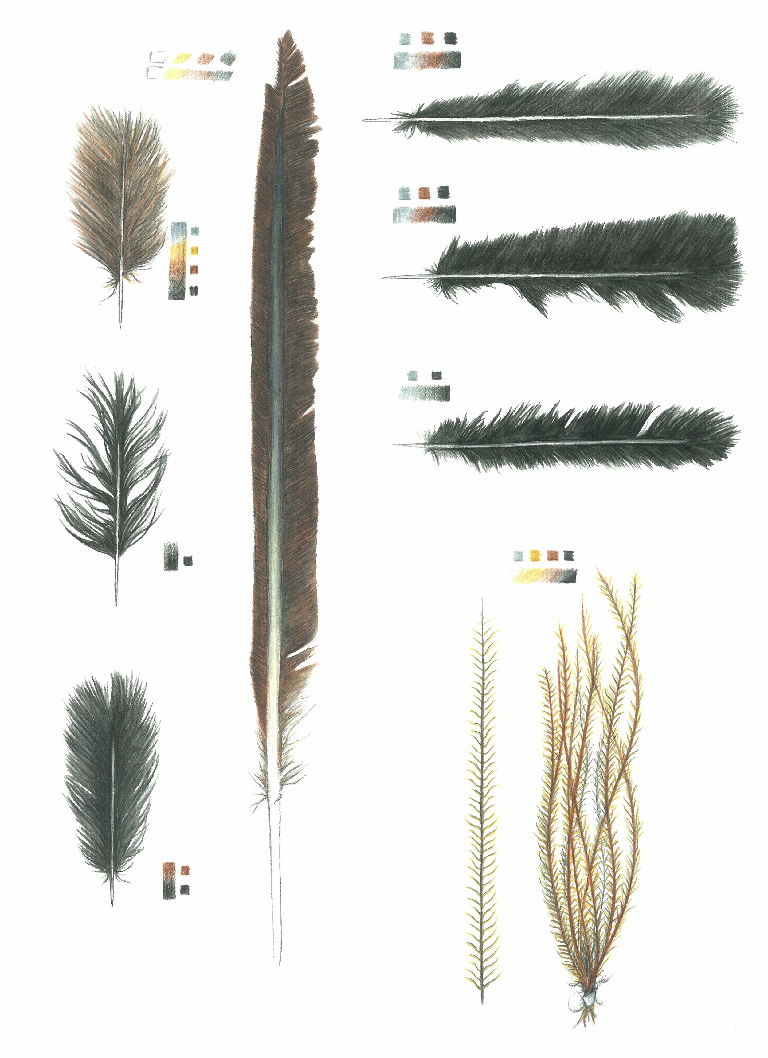 'Feather Studies #1'