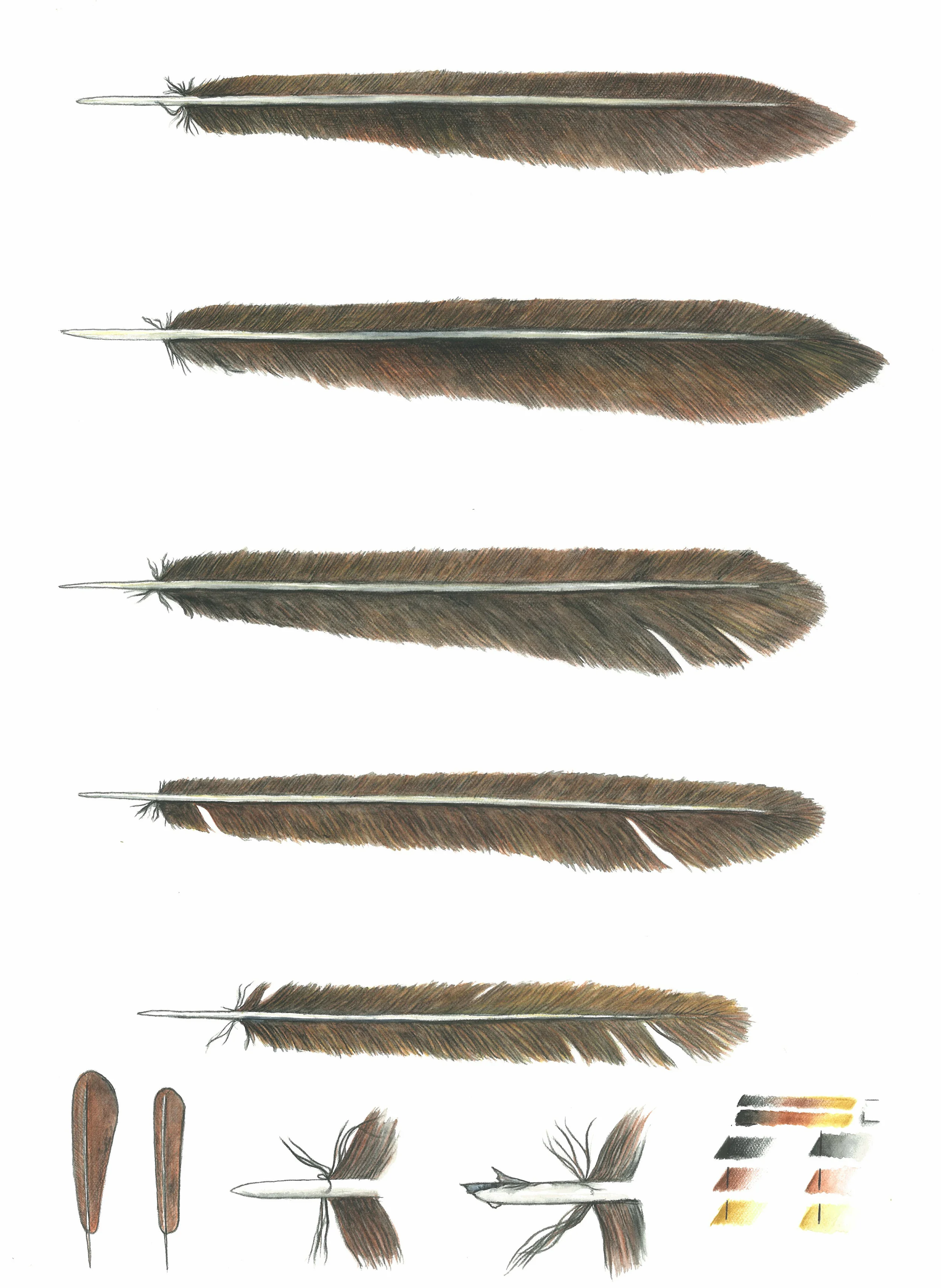 'Feather Studies #2'
