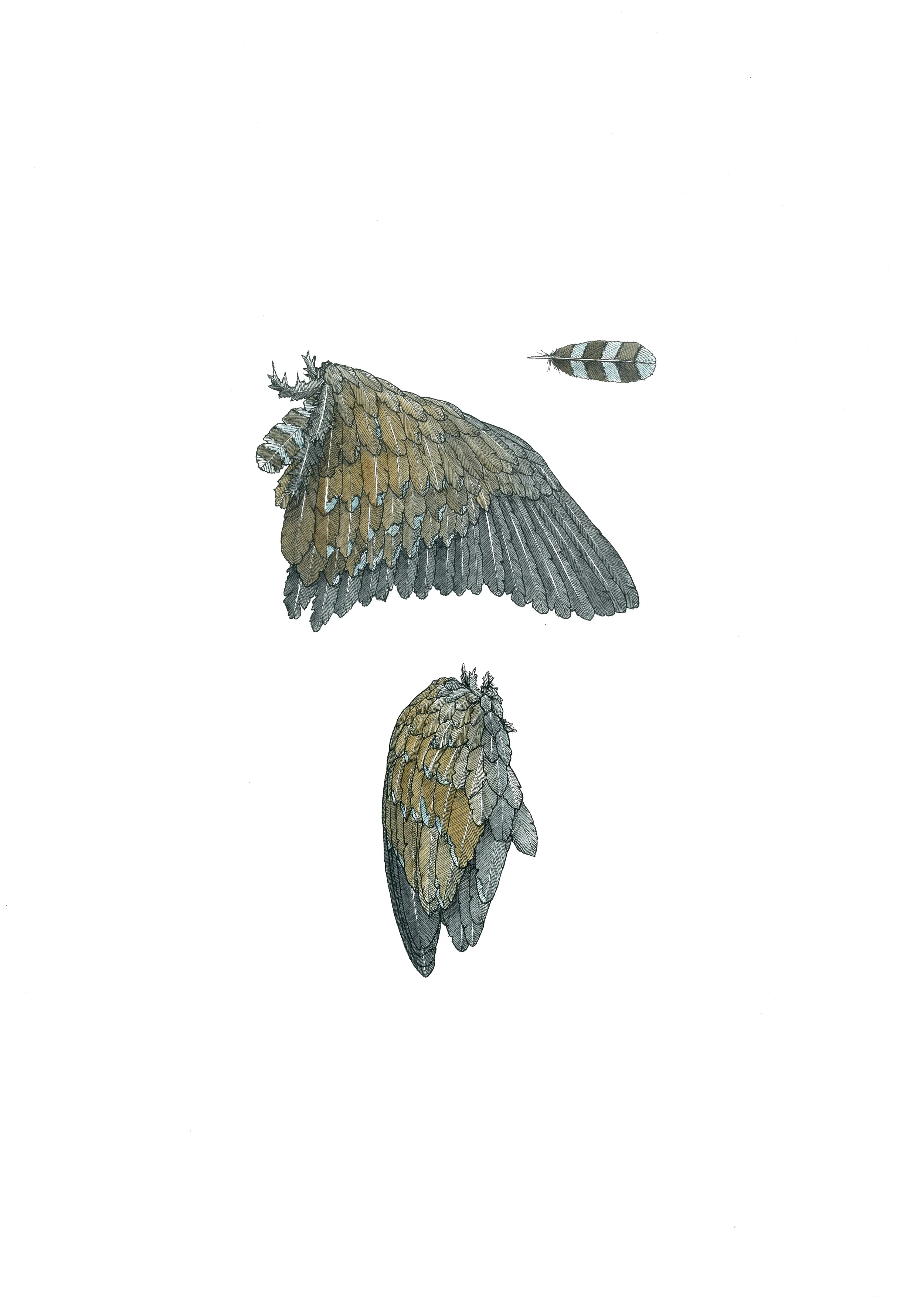 'Native Hen's Wing'