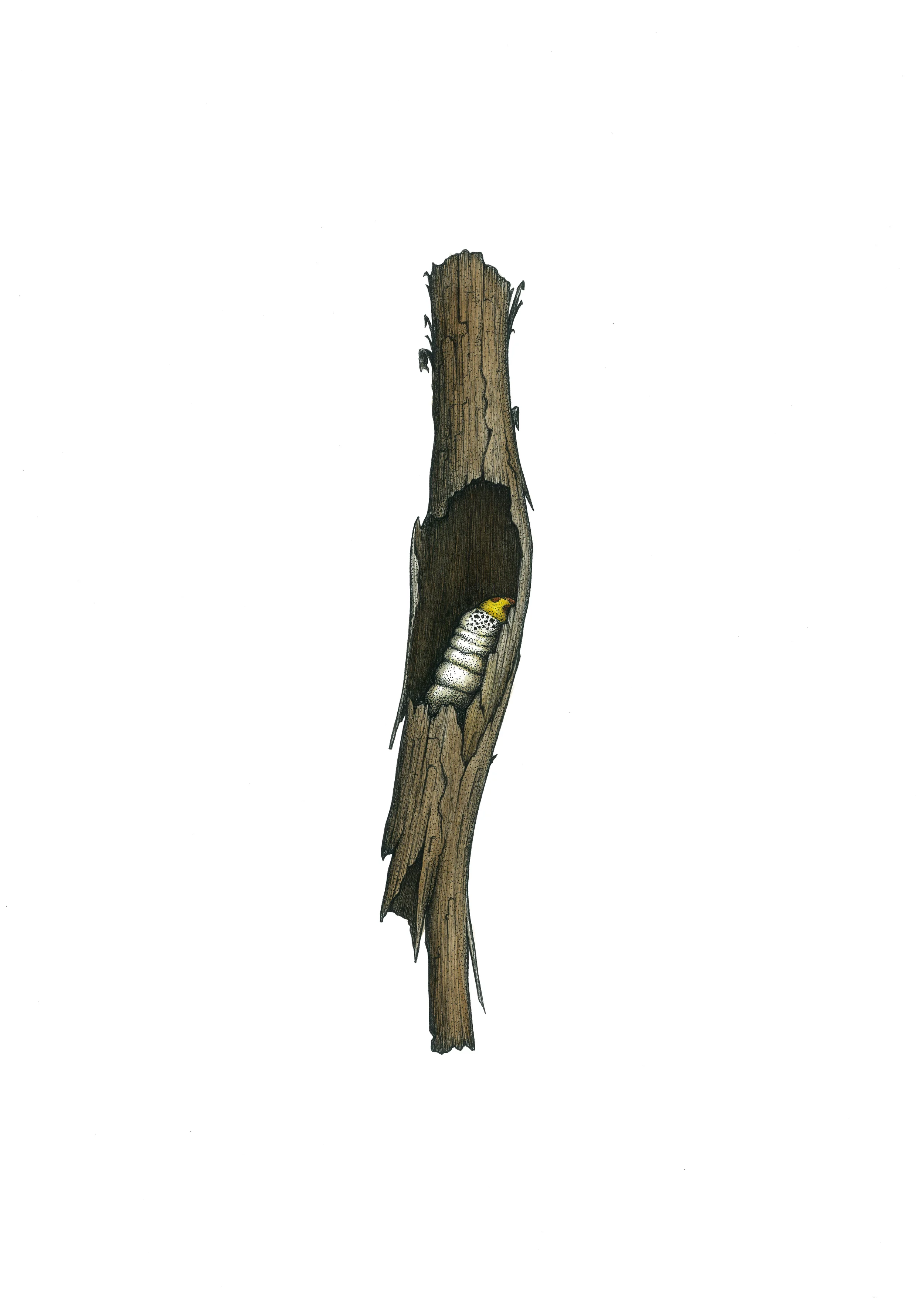 'Wtijuti Grub'