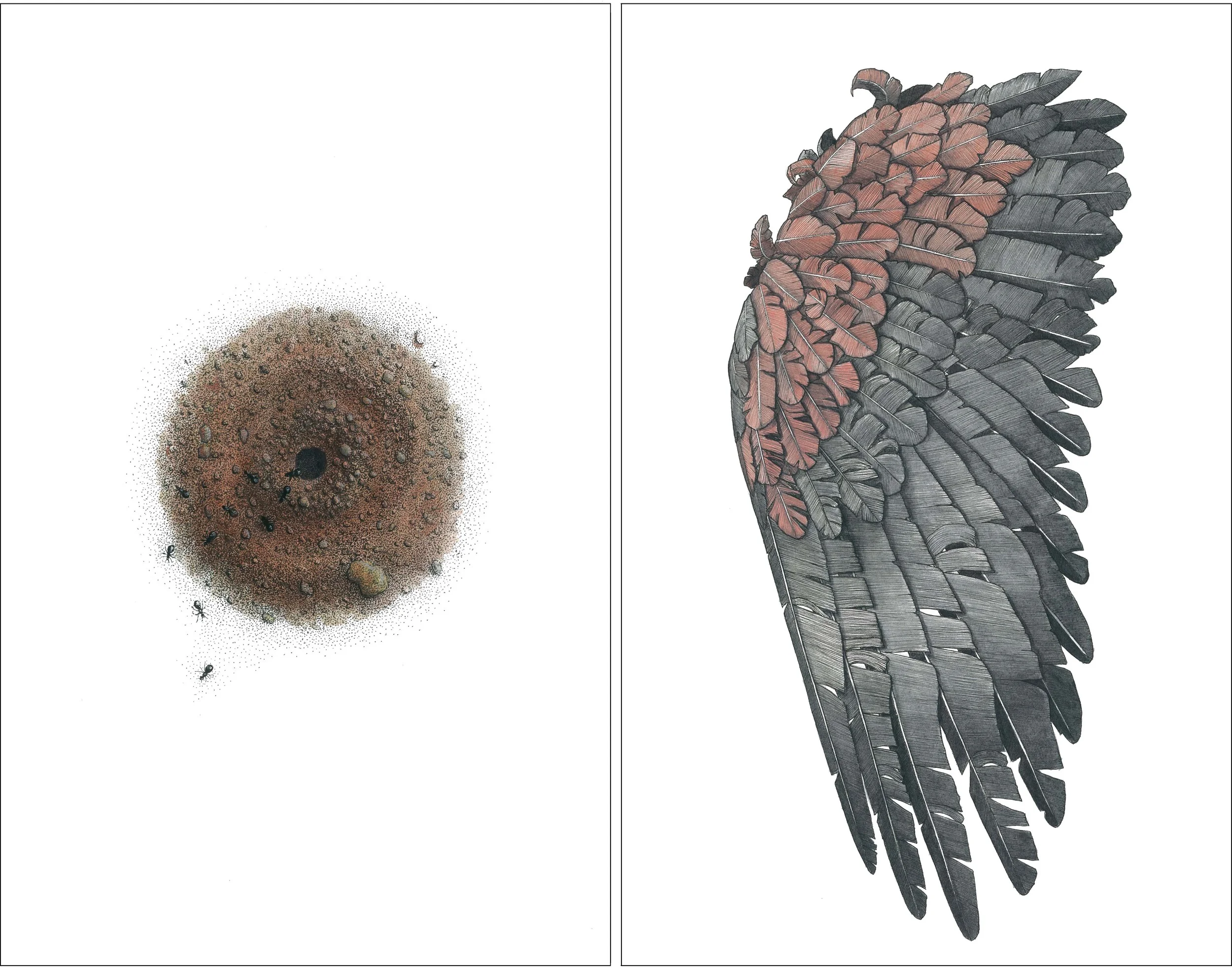 'Ant Nest' + 'Cockatoo Wing'