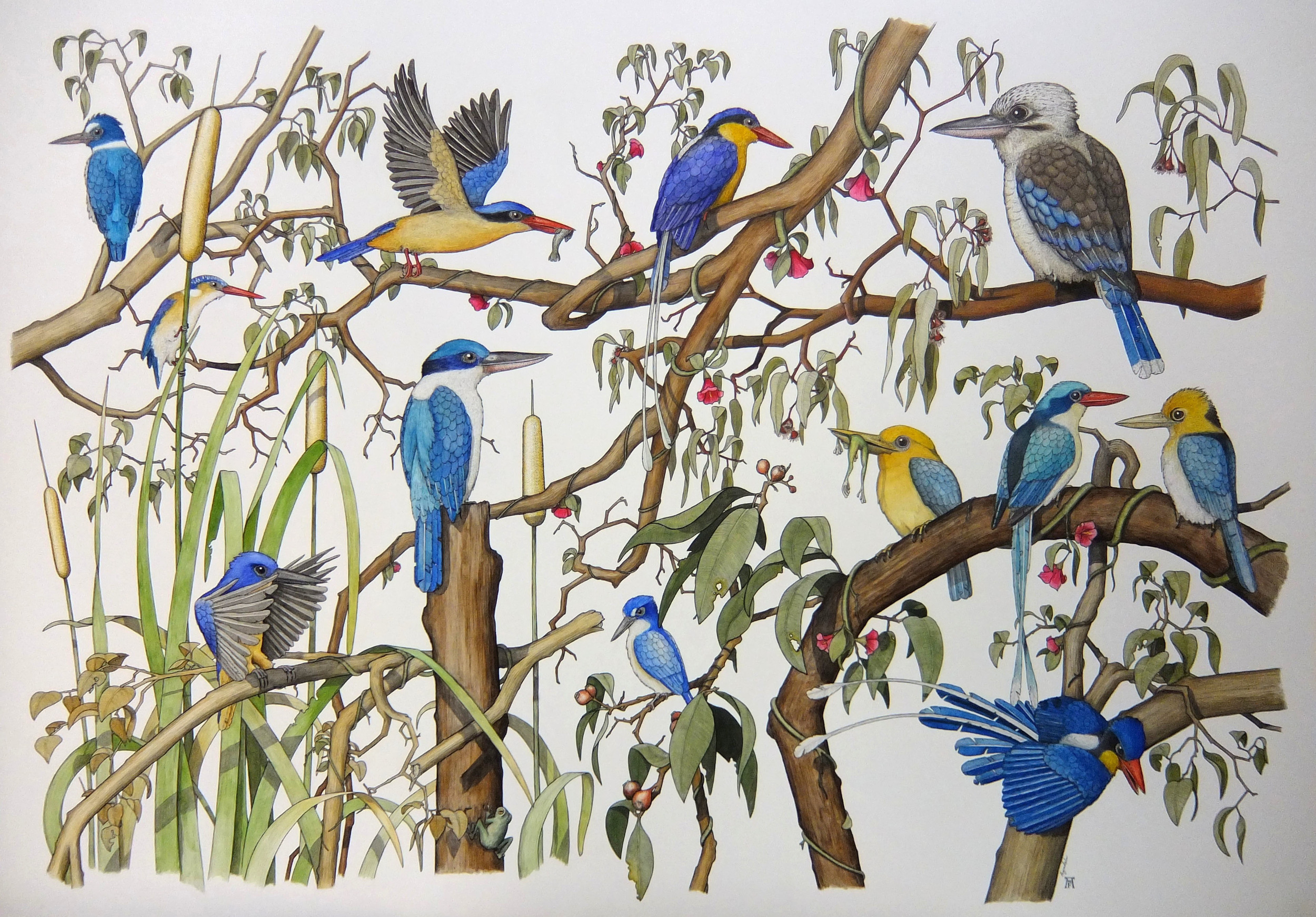 'The Kingfishers of Northern Australia'