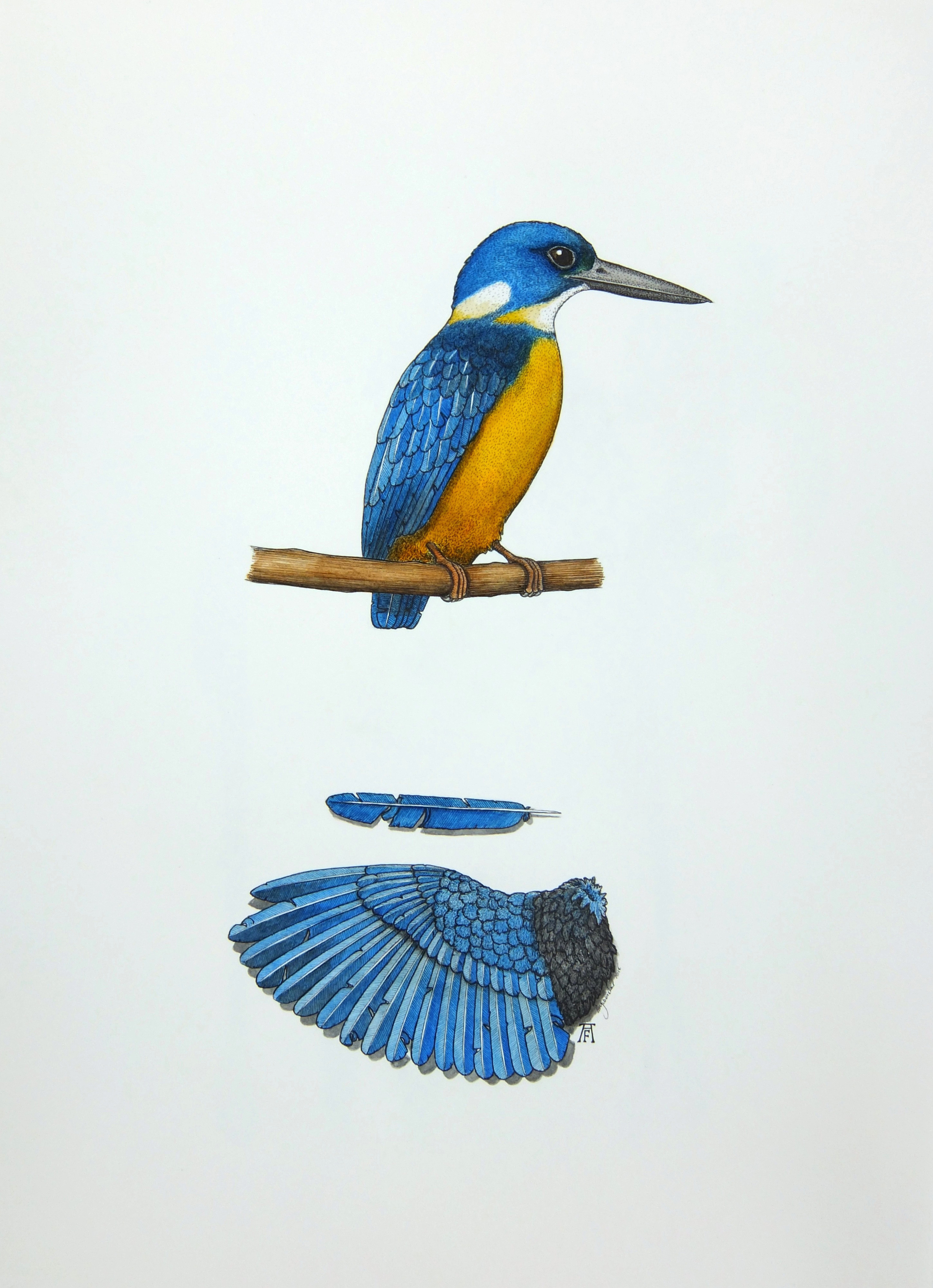 'Azure Kingfisher'