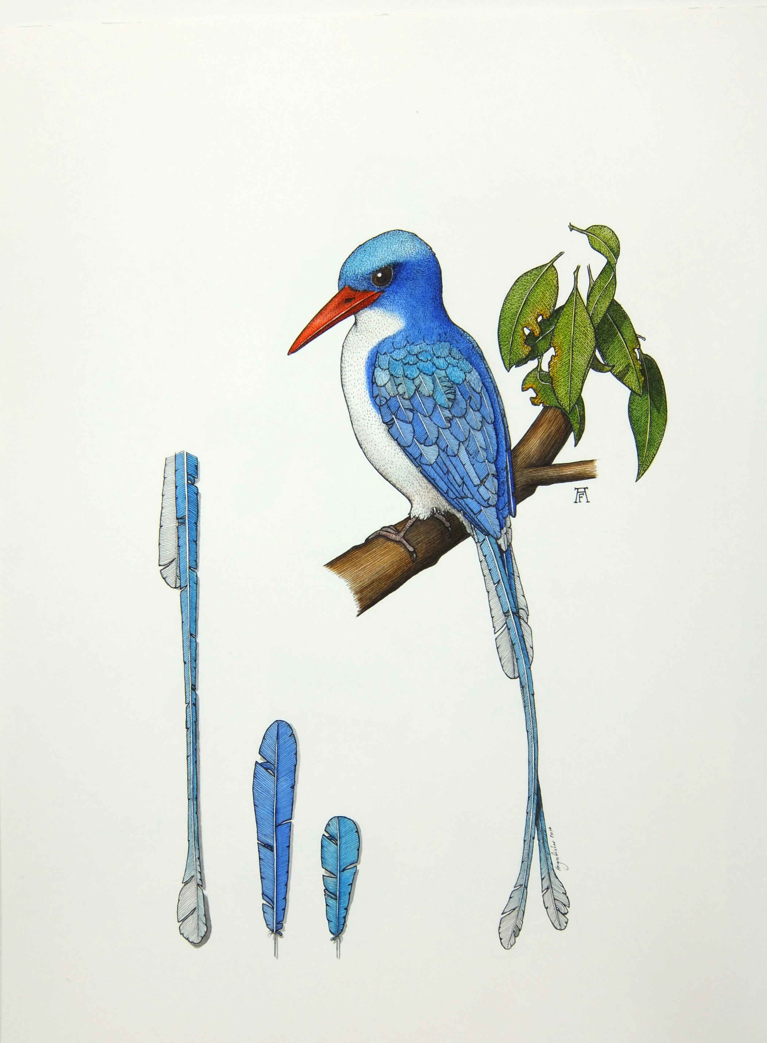 'Paradise Kingfisher'