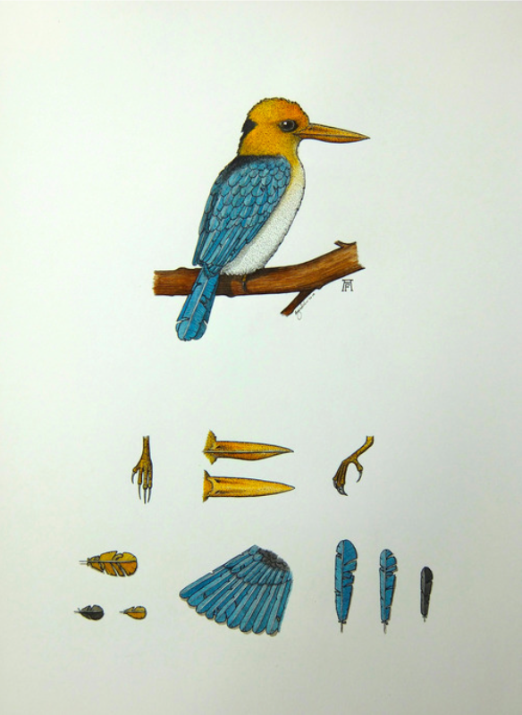 'Yellow-Billed Kingfisher'