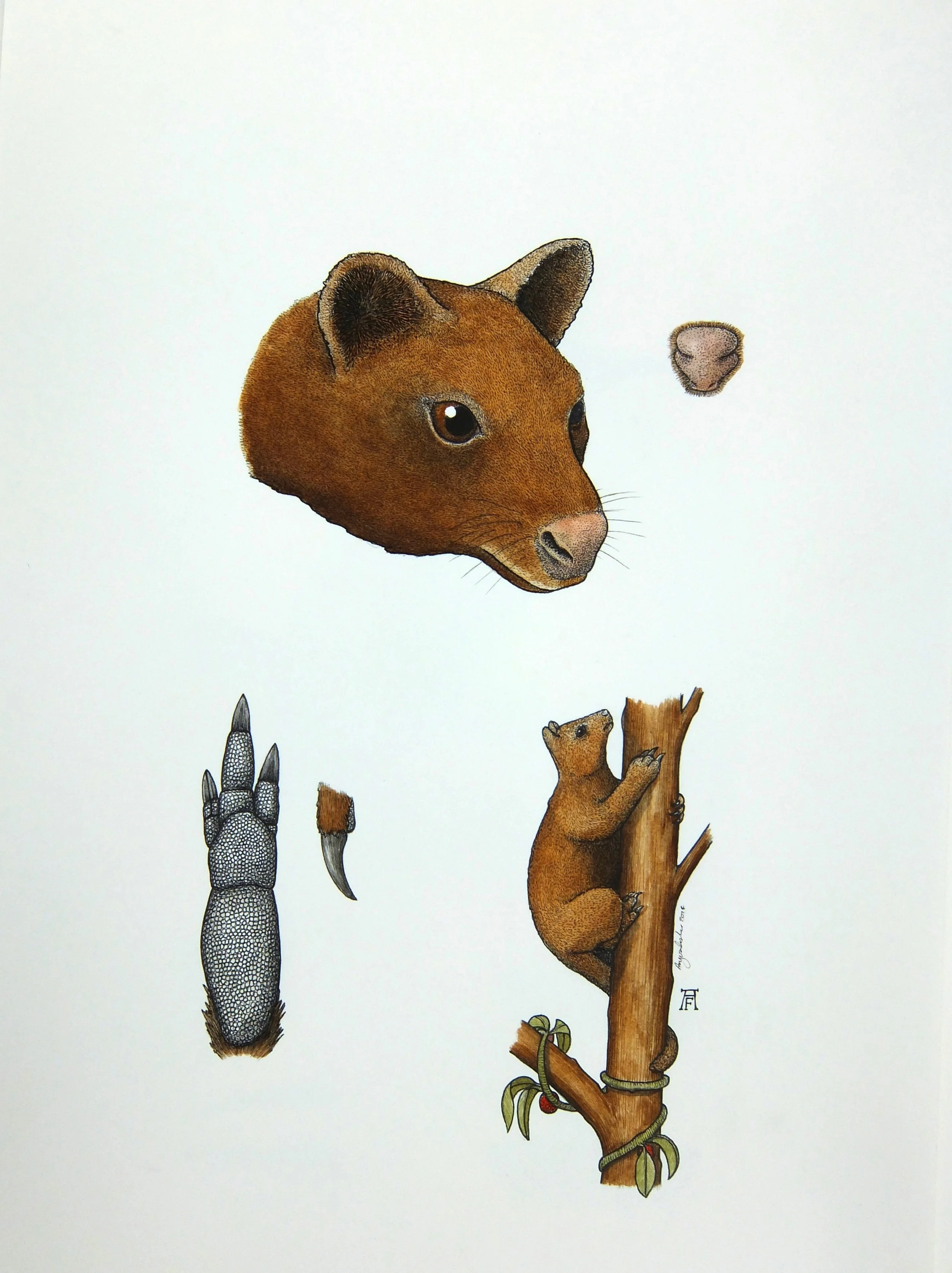 'Tree Kangaroo'