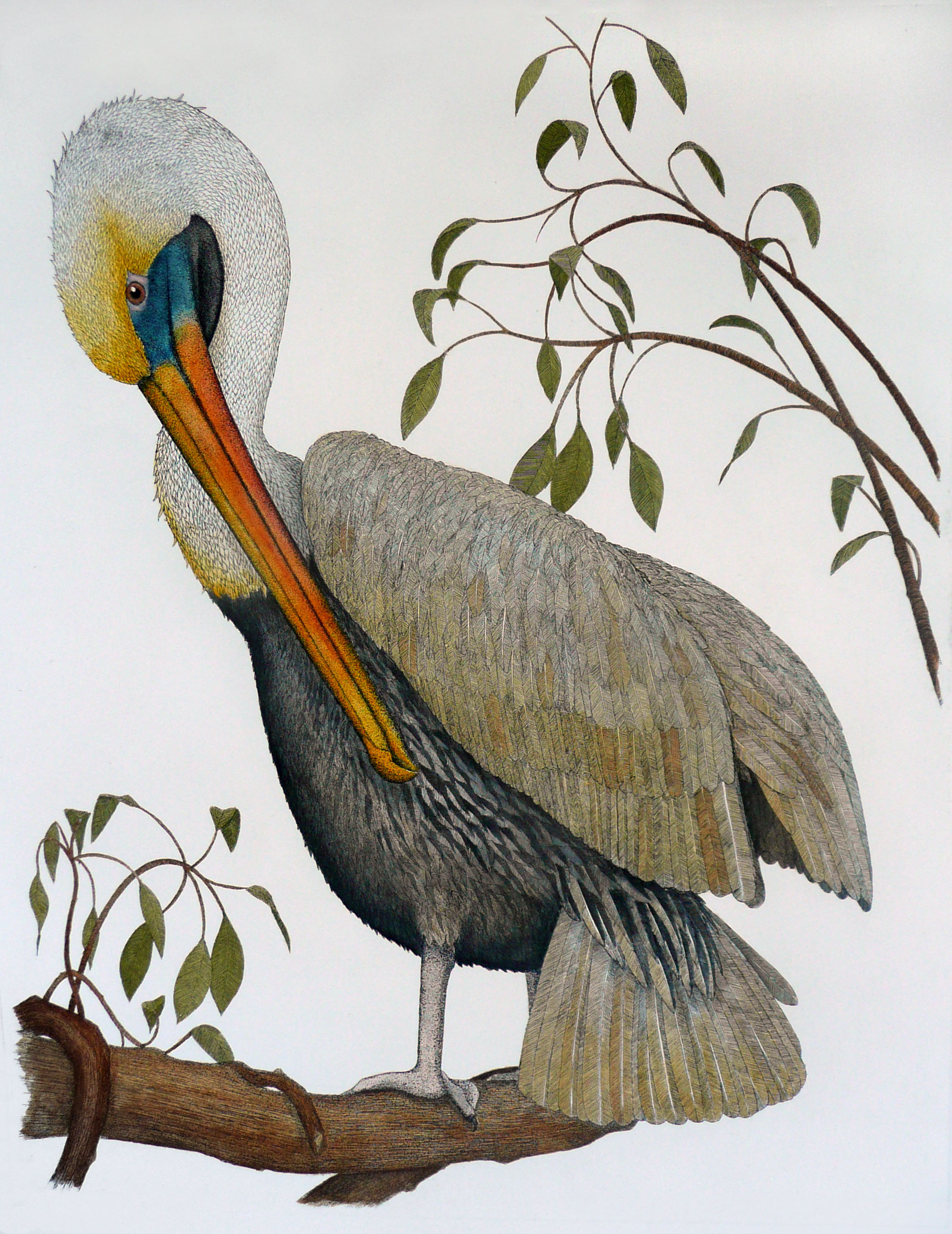 'Brown Pelican'