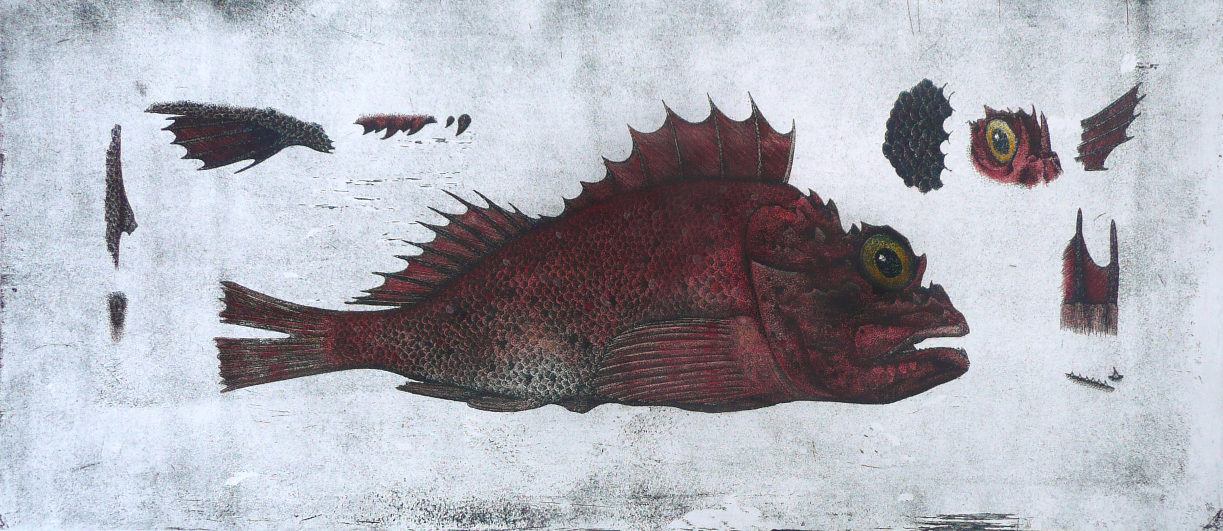 'Scorpion Fish'