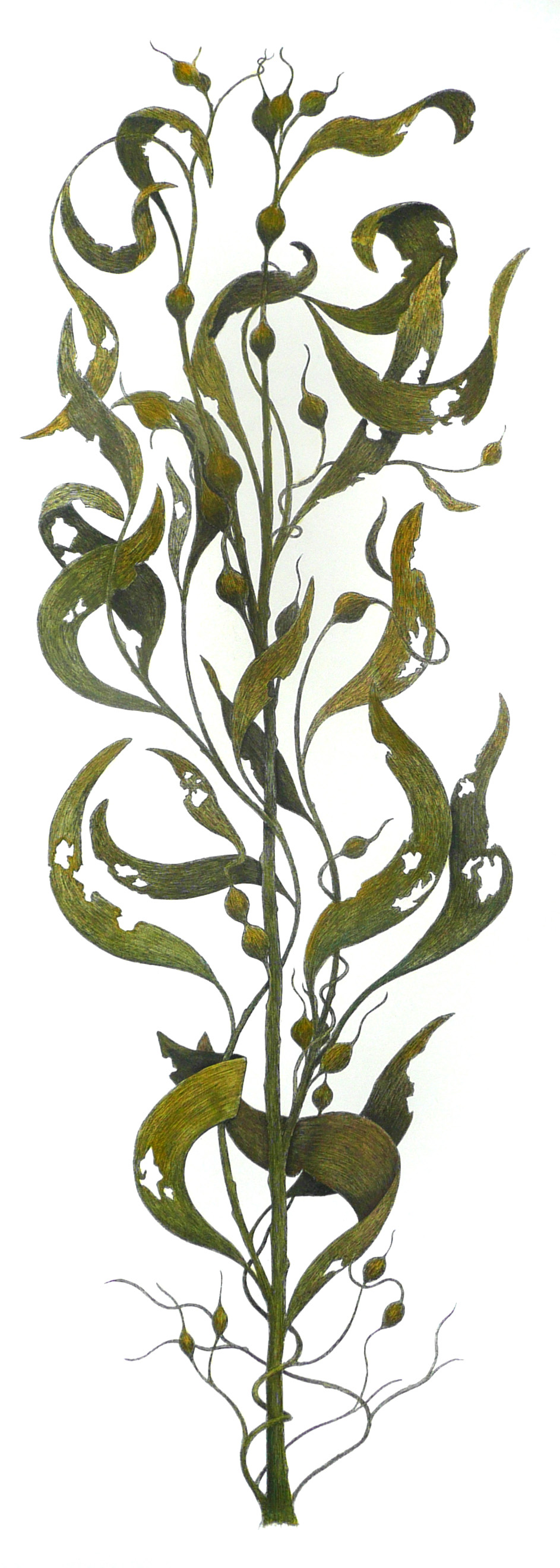 'Sea Kelp'