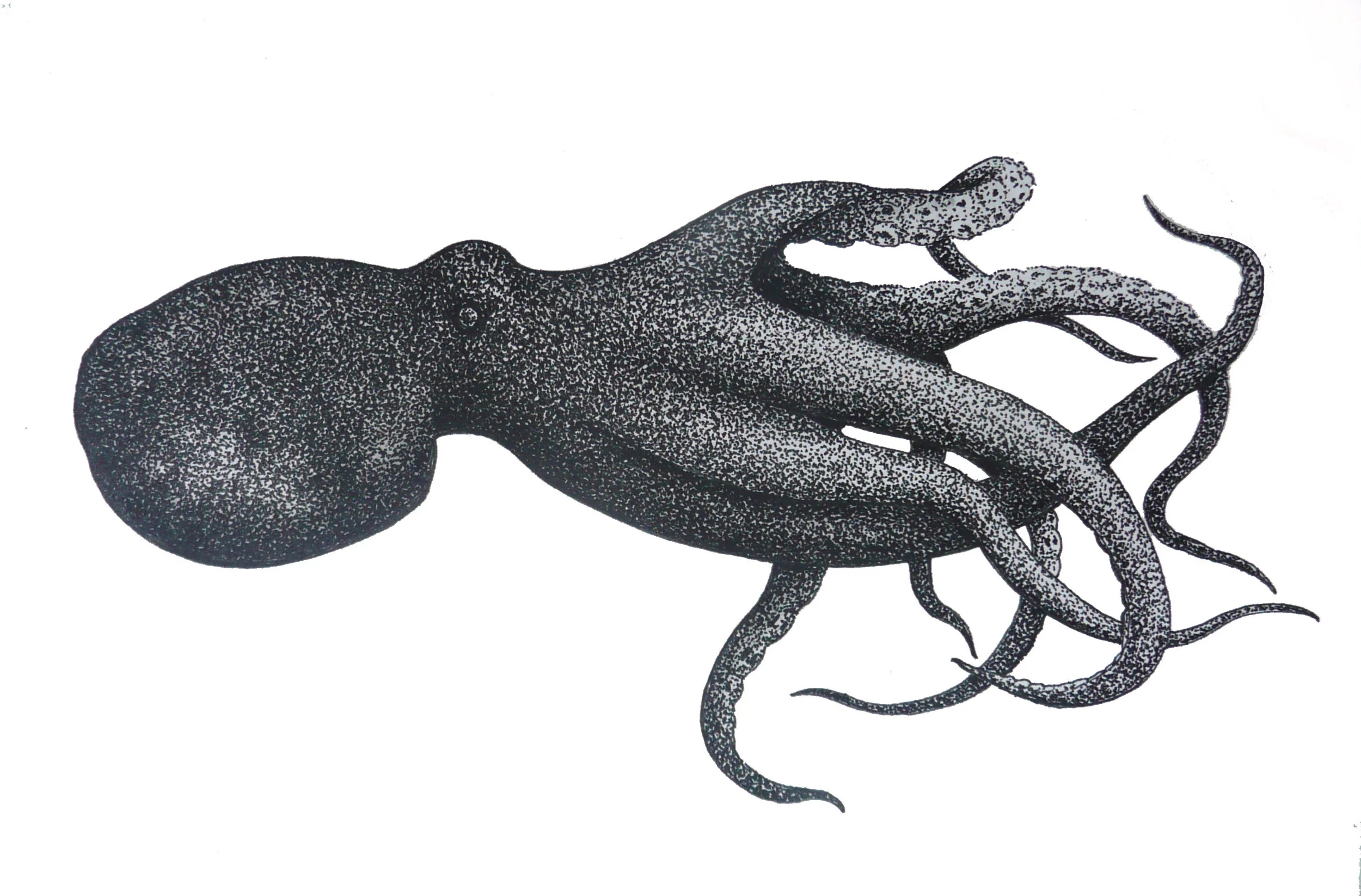 'Octopus'