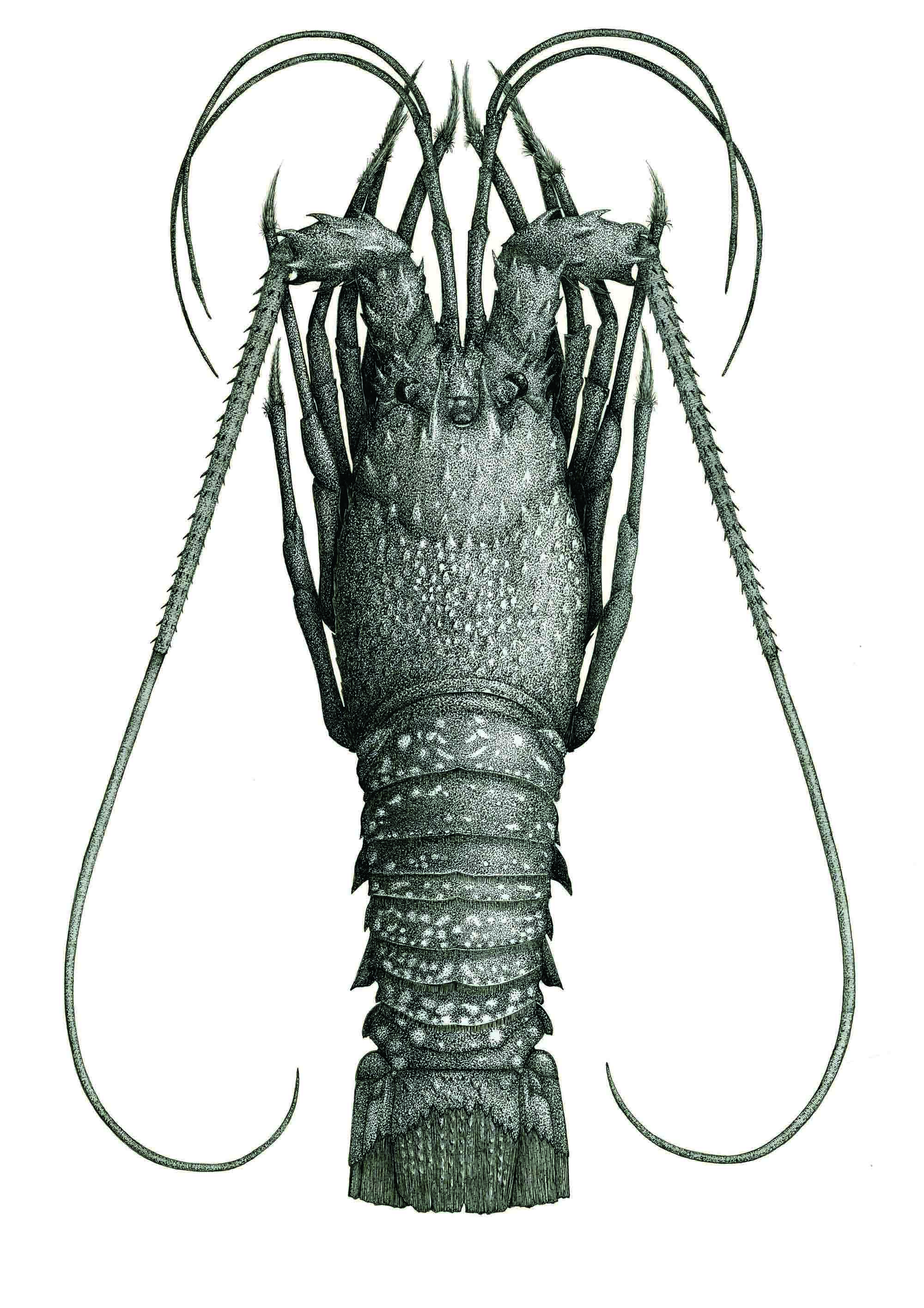 'Crayfish'