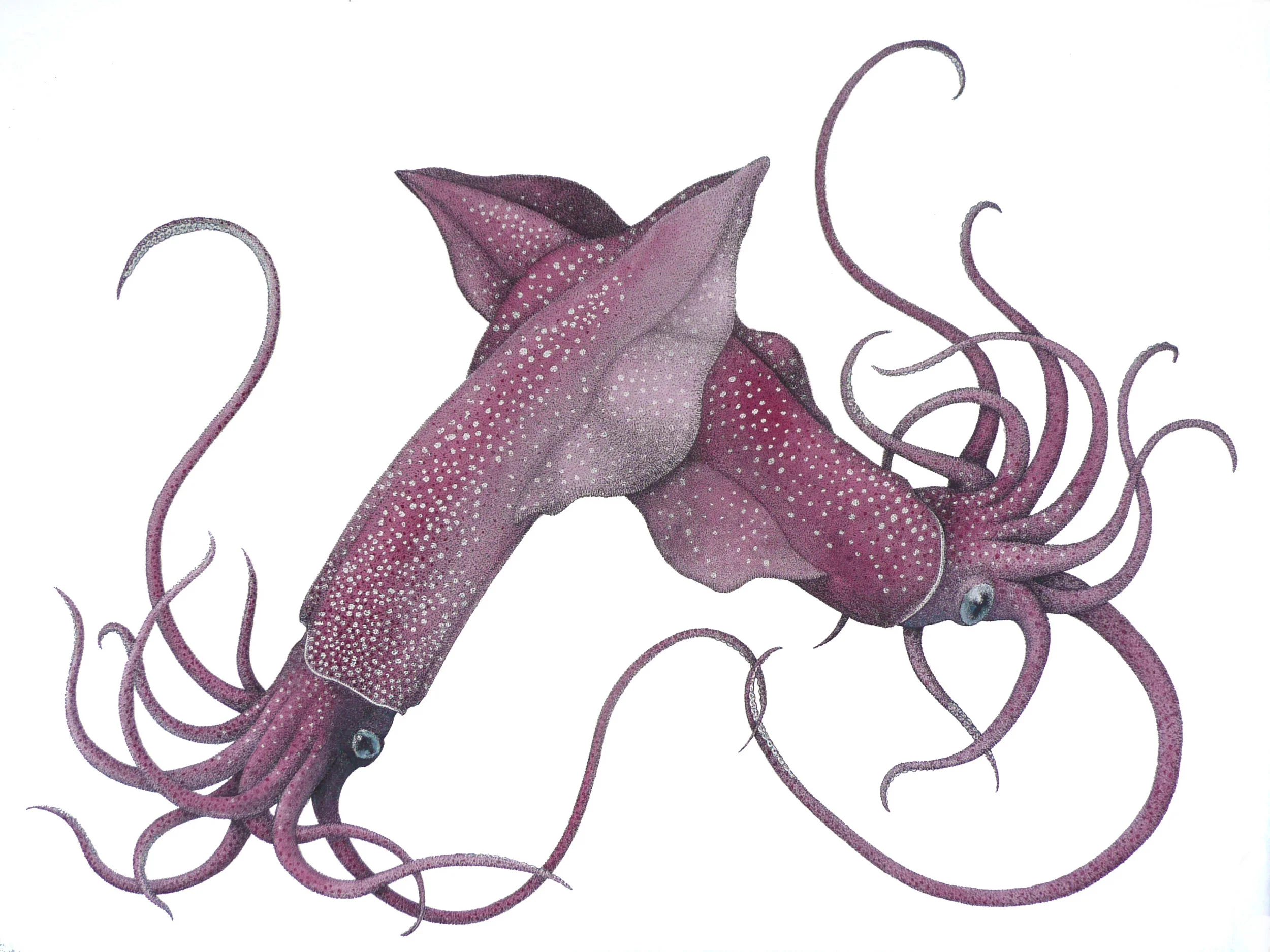 'Cuttlefish Pair'